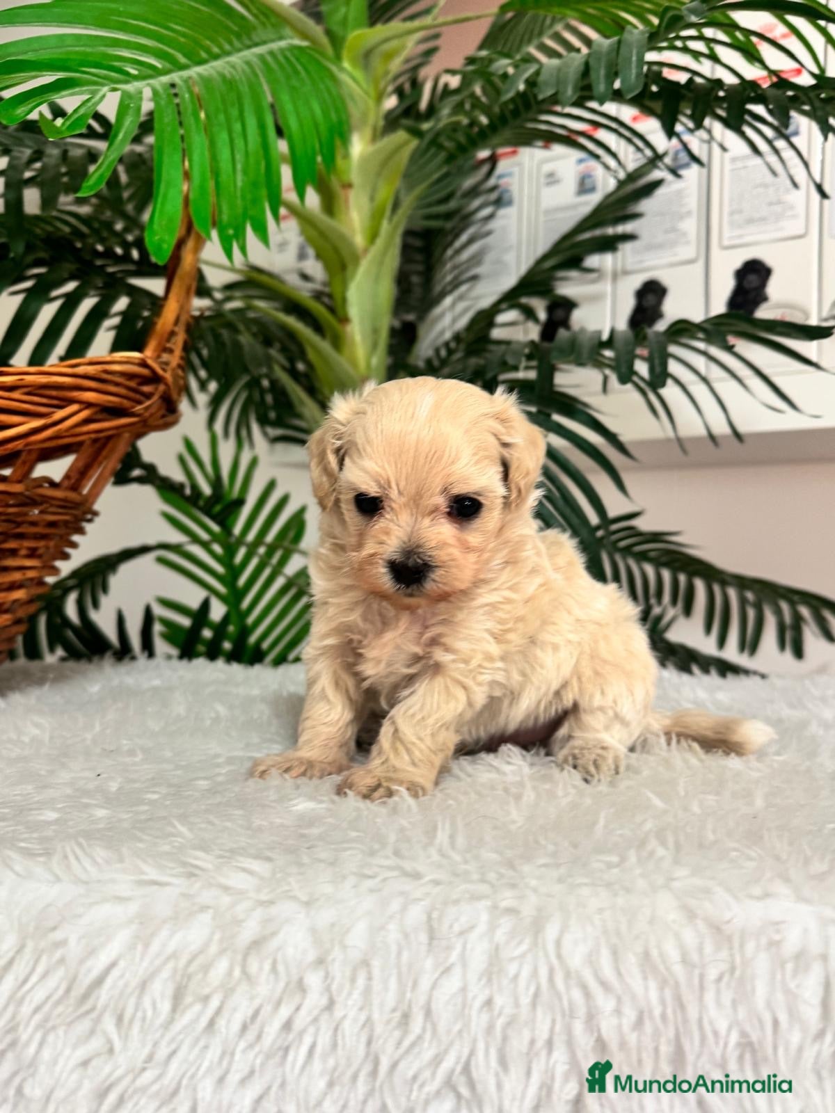 Maltipoo perros MALTIPOO MACHO - LINEA COREANA - Anuncio 1