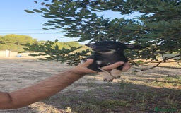 Chihuahua perros en venta: Chihuahua Macho  - Imagen 3