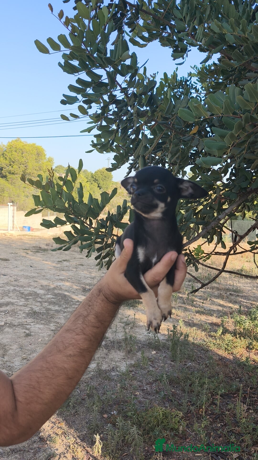 Chihuahua perros en venta: Chihuahua Macho  - Imagen 3