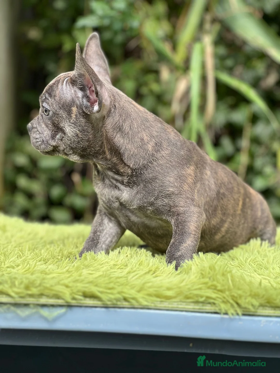 Bulldog Francés perros en venta: Bulldog francés machos - Anuncio 6