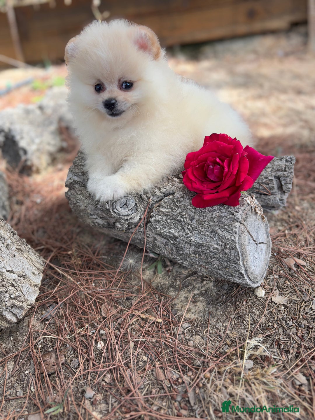 Pomerania perros en venta: Pomerania listos para entregar  - Imagen 7