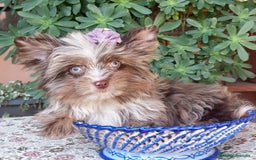 Biewer Yorkshire Terrier a la Pom Pon perros en venta: Exclusiva Hembra Yorkshire Chocomerle  - Imagen 1