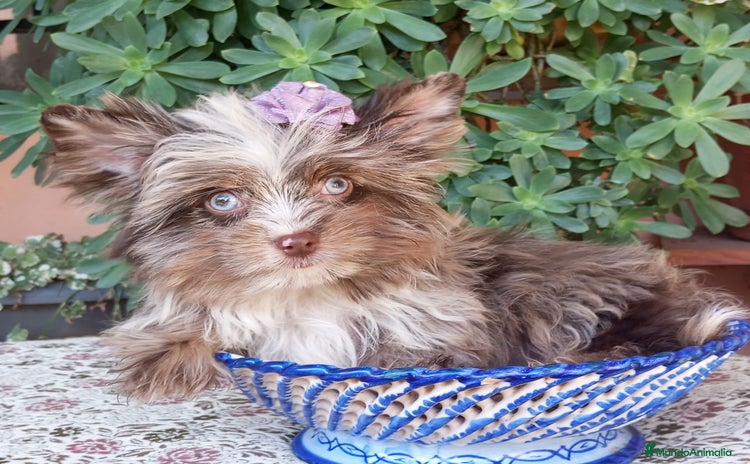 Biewer Yorkshire Terrier a la Pom Pon perros - Anuncio 1