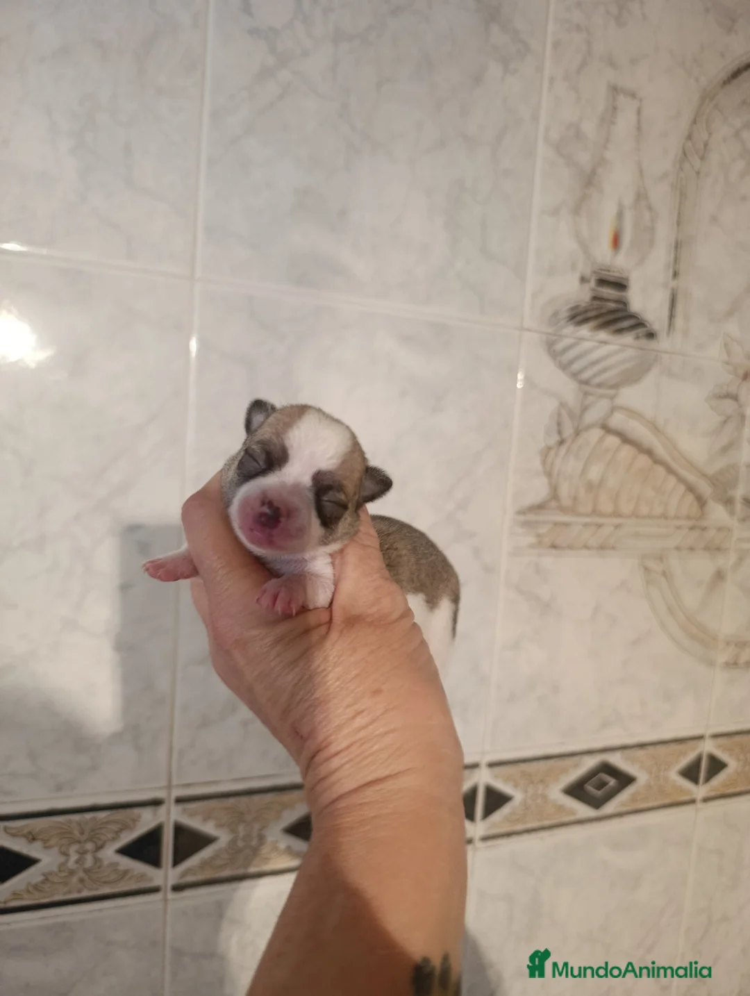 Chihuahua perros en venta: CHIHUAHUAS MICRO TOYS EXCLUSIVOS  - Anuncio 1