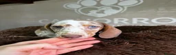 Teckel perros en venta: Teckel Arlequin  - Anuncio 3