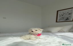Bichón Maltés perros en venta: Bichón maltés hembra - Imagen 2