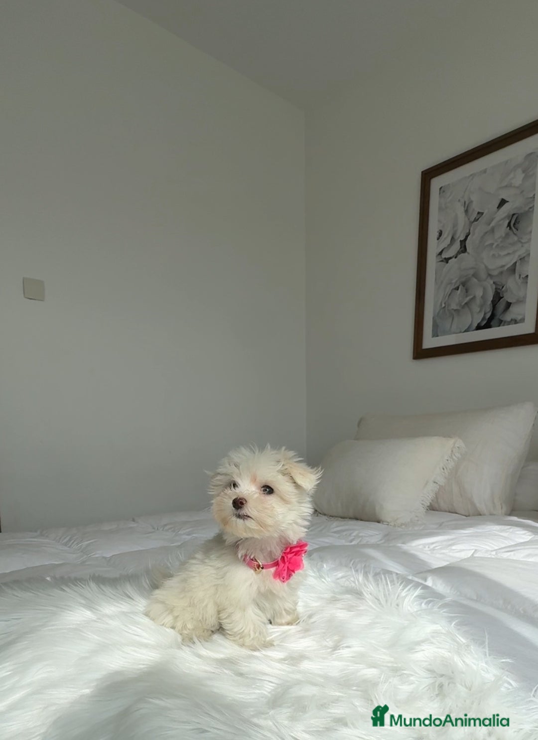 Bichón Maltés perros en venta: Bichón maltés hembra - Imagen 2