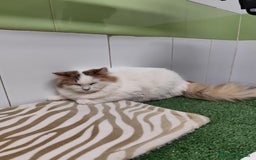 Raza Mixta gatos en venta: Persa con Angora - Imagen 4