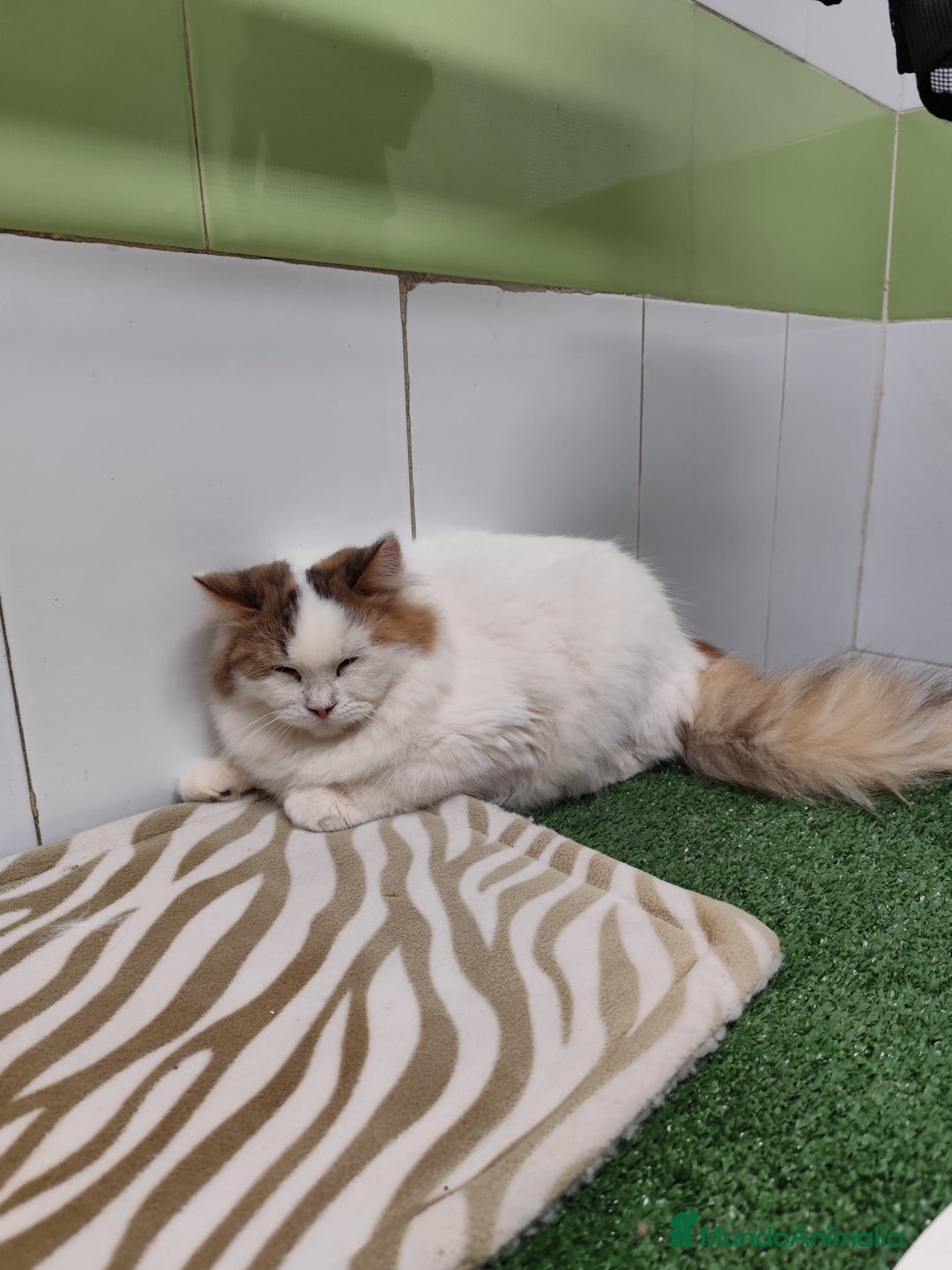 Raza Mixta gatos en venta: Persa con Angora - Imagen 4