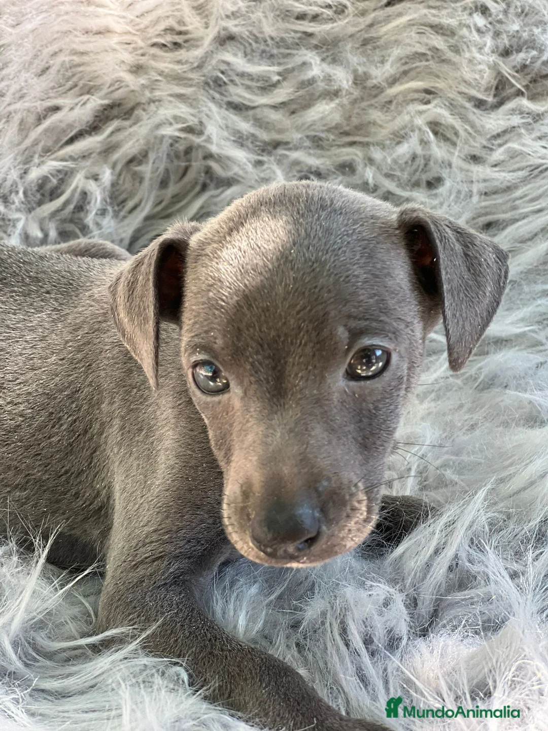 Pequeño Lebrel Italiano perros en venta: PEQUEÑO LEBREL ITALIANO MACHO BLUE en Barcelona - Anuncio 4