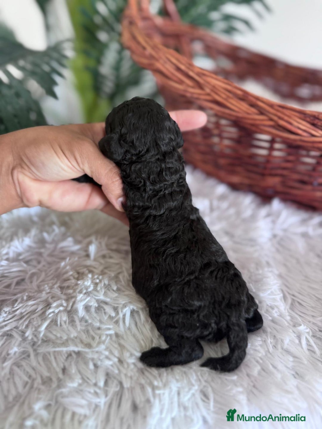 Caniche Toy perros en venta: CANICHE TOY HEMBRA - Imagen 3