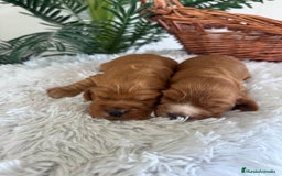 Cocker Spaniel Inglés perros en venta: COCKER SPANIEL INGLES - Anuncio 15