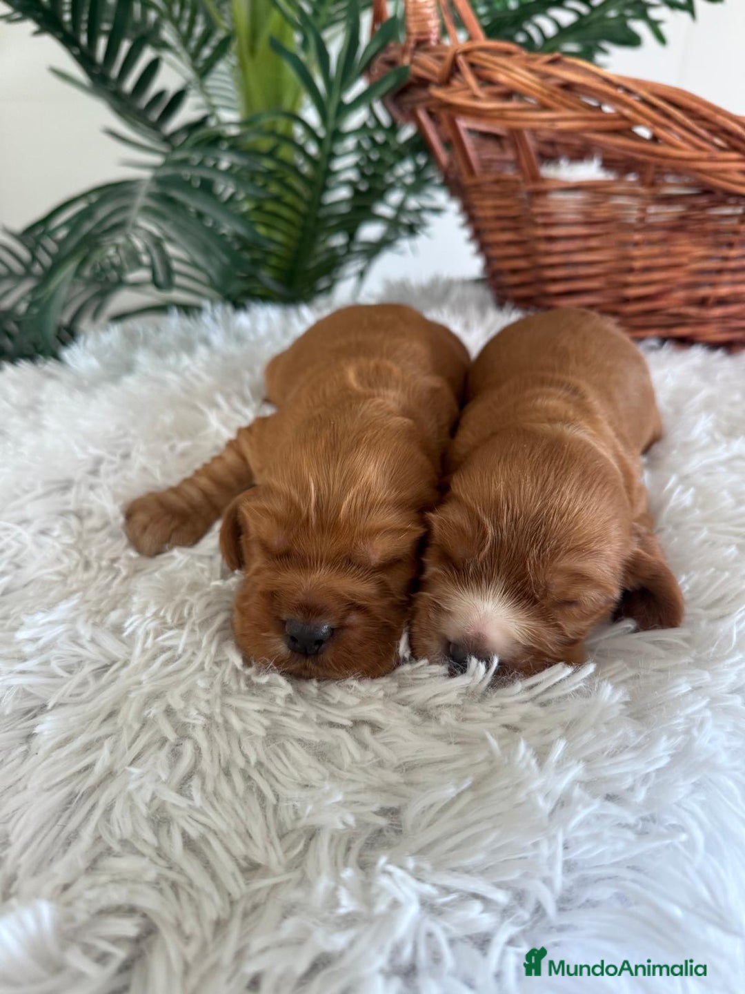 Cocker Spaniel Inglés perros en venta: COCKER SPANIEL INGLES - Anuncio 15