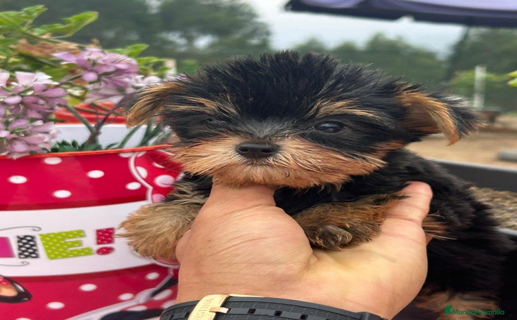 Yorkshire Terrier perros - Anuncio 1