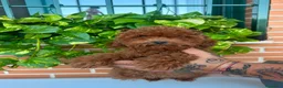 Caniche Enano perros en venta: Caniche enano  - Anuncio 4