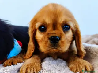 Cavalier King Charles Spaniel perros Cavalier Ruby y negro fuego - Anuncio 1