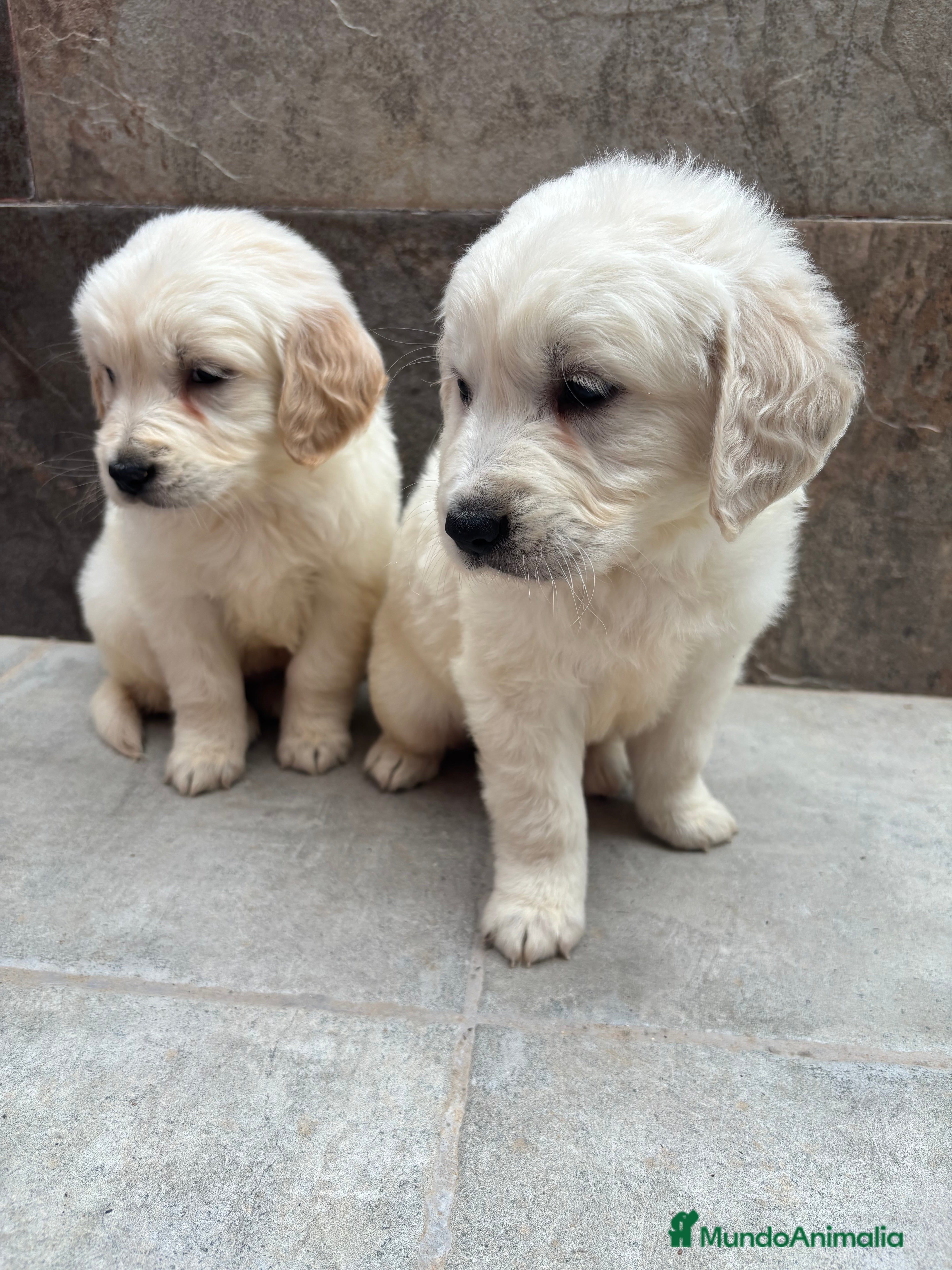 Golden Retriever perros No te quedes sin el tuyo!!’ Machos disponibles  en Sevilla - Anuncio 4