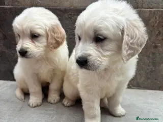 Golden Retriever perros No te quedes sin el tuyo!!’ Machos disponibles en Sevilla - Anuncio 2