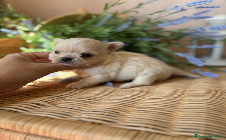 Chihuahua perros - Anuncio 1