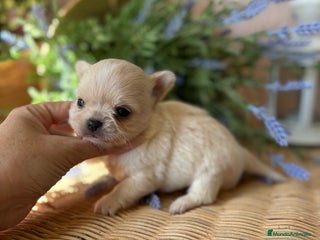 Chihuahua perros - Anuncio 2