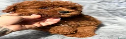 Caniche Mediano perros en venta: Precioso caniche rojo  - Anuncio 6