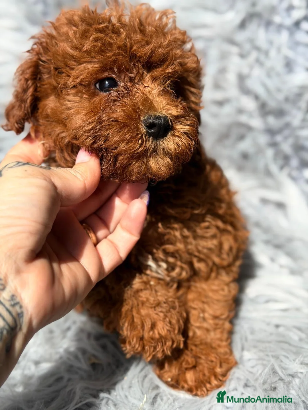 Caniche Mediano perros en venta: Precioso caniche rojo  - Anuncio 6