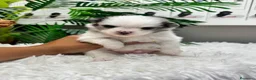 Pomerania perros en venta: POMERANIA - Anuncio 12