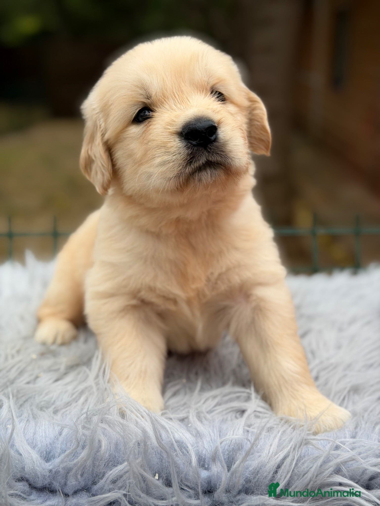Golden Retriever perros Golden dorados  - Anuncio 3