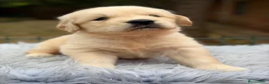 Golden Retriever 2