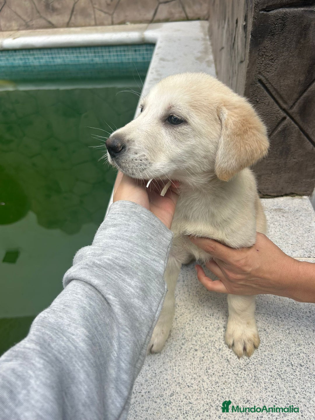 Labrador Retriever perros en venta: Labrador retriever macho  - Anuncio 2
