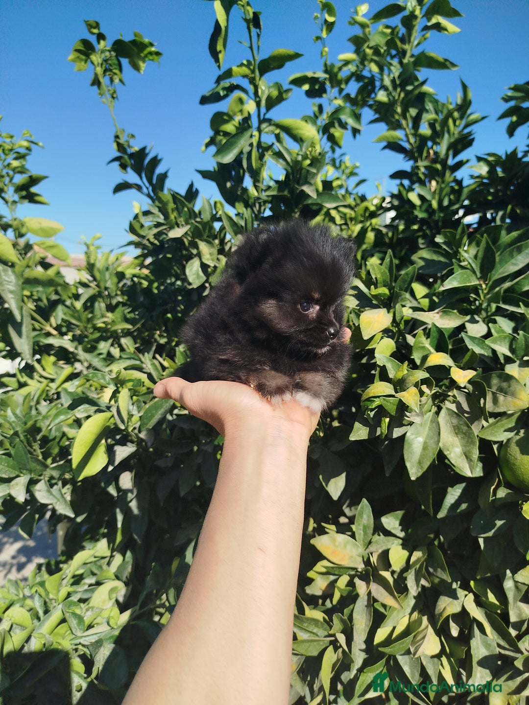 Pomerania perros en venta: Lulú de pomerania toy  - Imagen 4