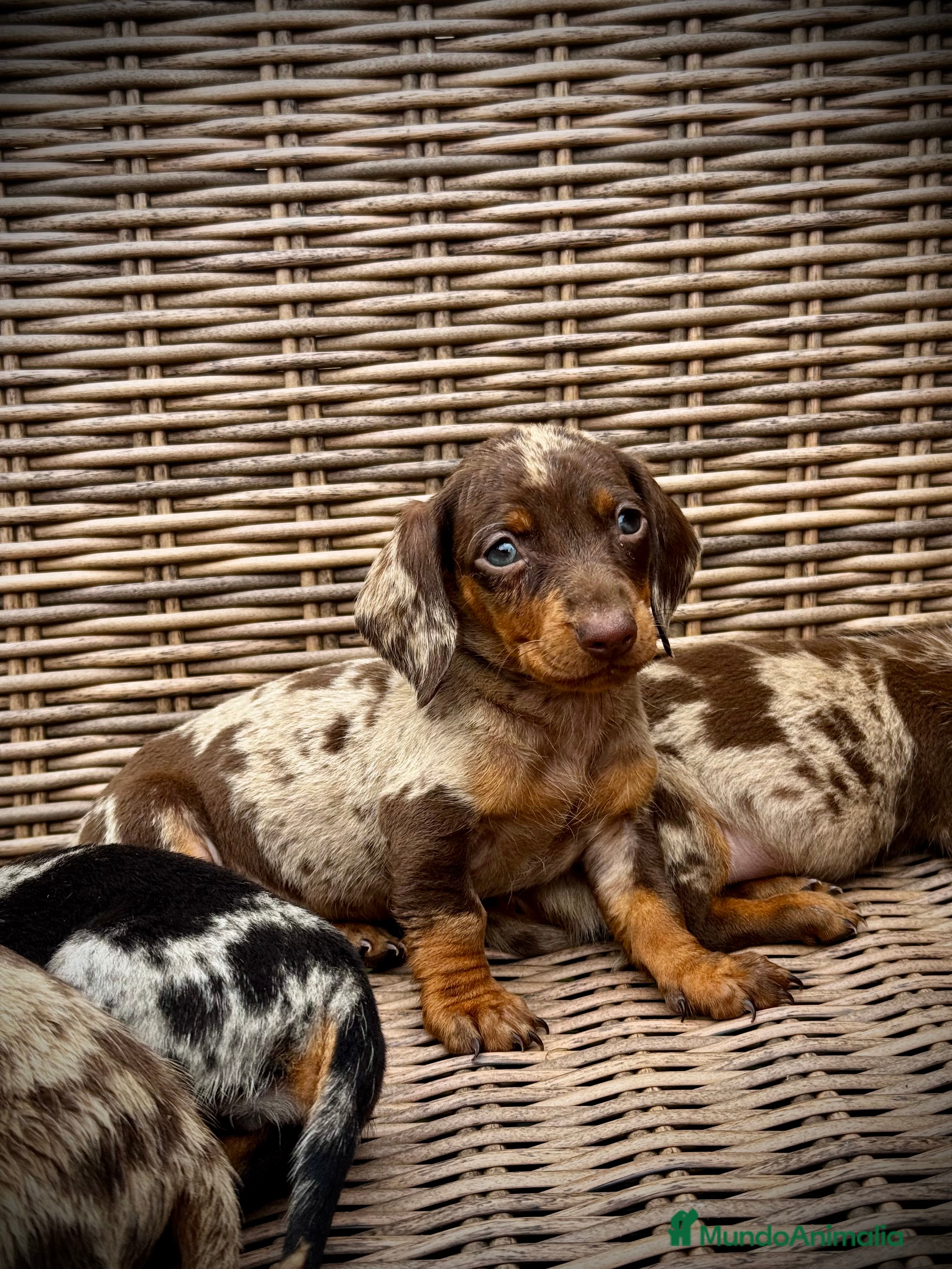 Teckel Miniatura perros Teckel mini - Anuncio 36