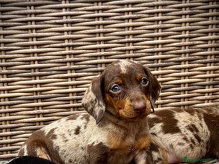 Teckel Miniatura perros Teckel mini - Anuncio 5