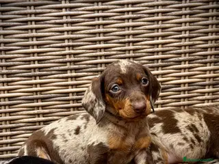 Teckel Miniatura perros Teckel mini - Anuncio 12