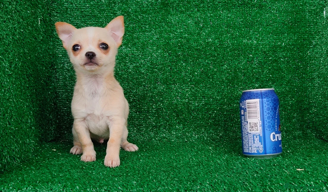 Chihuahua perros en venta: Chihuahua  - Anuncio 5