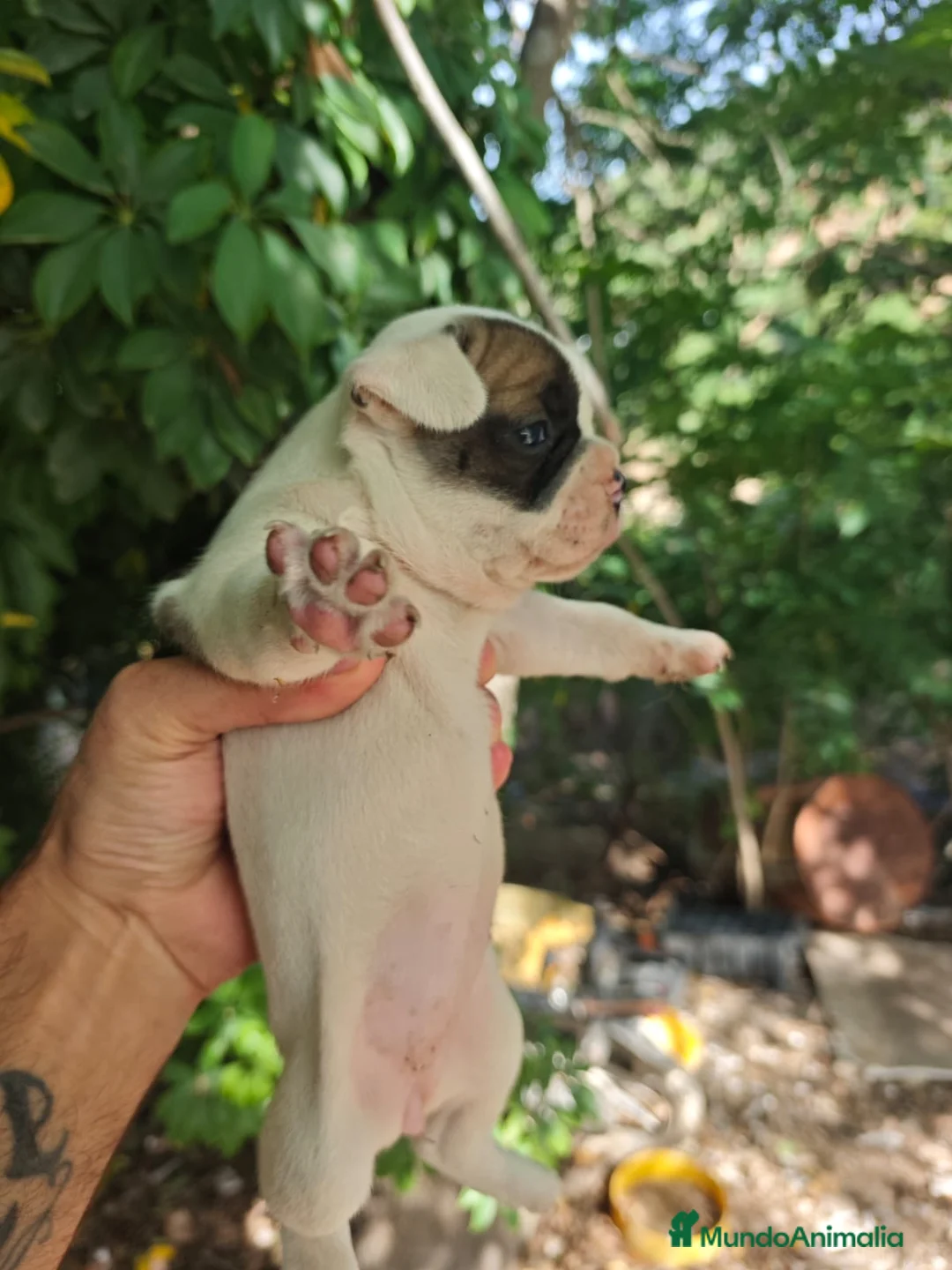 Bulldog Francés perros en venta: Bulldog francés hembras🐶🐾 en Sevilla - Anuncio 2
