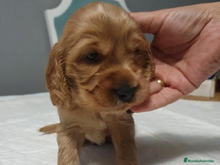 Cocker Spaniel Inglés perros CACHORROS DE COCKER EXCELENTE MORFOLOGÍA - Anuncio 3