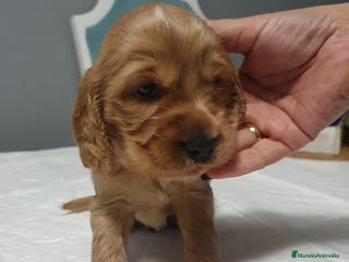 Cocker Spaniel Inglés perros CACHORROS DE COCKER EXCELENTE MORFOLOGÍA - Anuncio 27