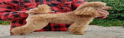 Caniche Toy perros en venta: Cachorro de Caniche Toy Leonado (Rojo/Apricot) - Anuncio 3
