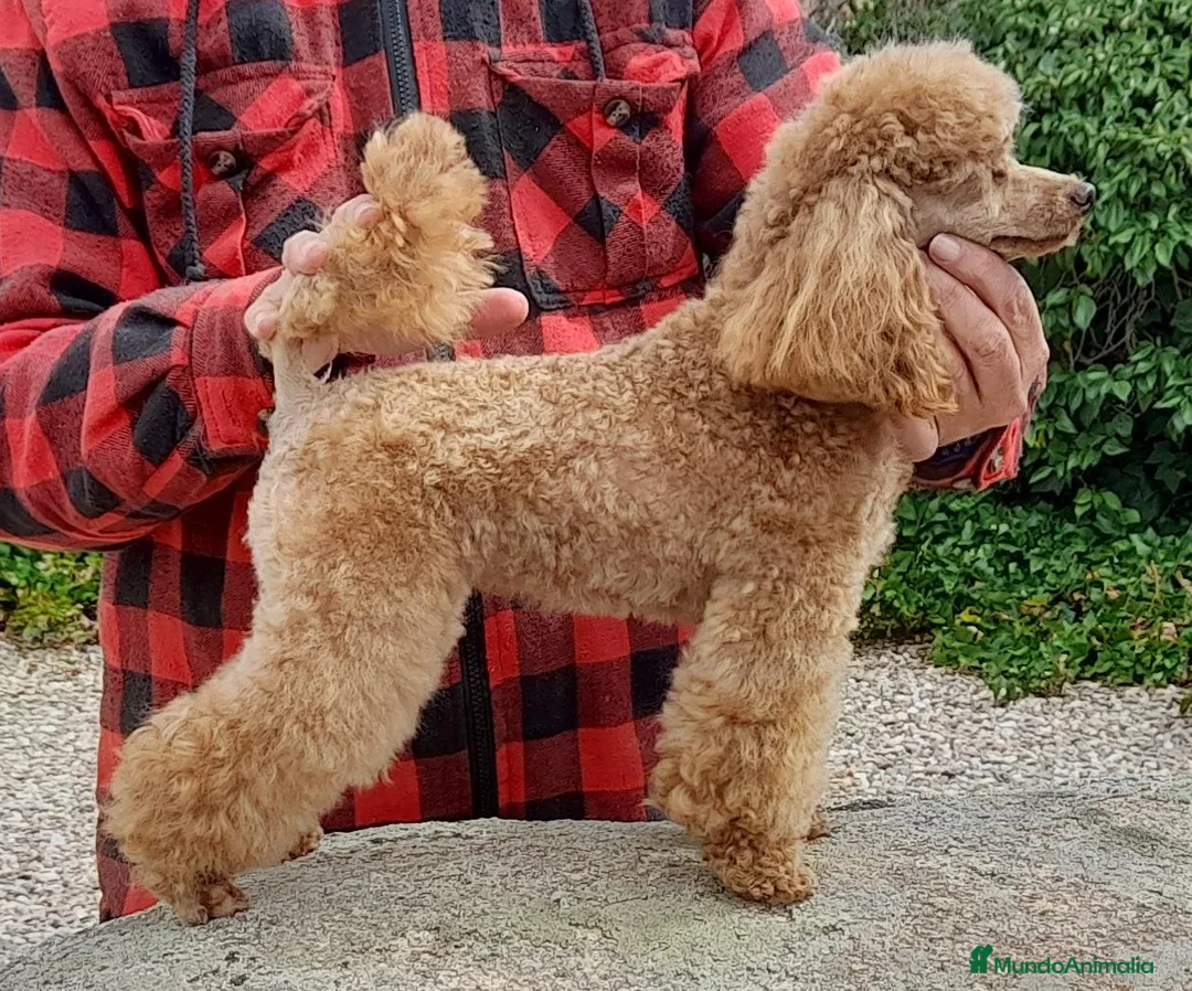 Caniche Toy perros en venta: Cachorro de Caniche Toy Leonado (Rojo/Apricot) - Anuncio 3