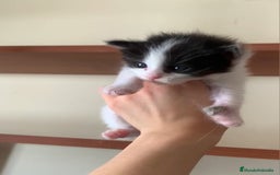 Maine Coon gatos en venta: Maine Coon  - Imagen 2