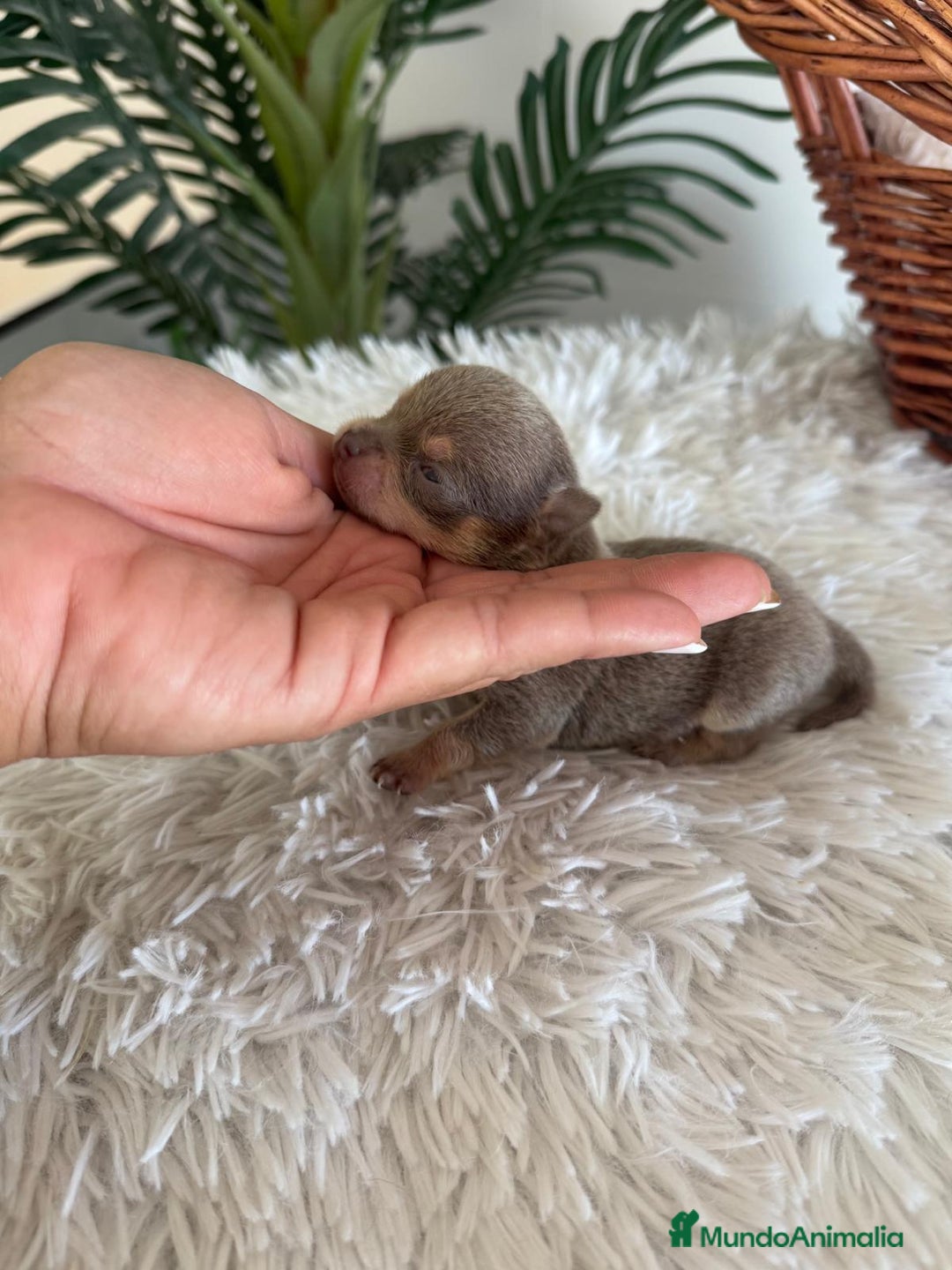 Chihuahua perros en venta: CHIHUAHUA LILAC AND TAN MACHO - Imagen 7