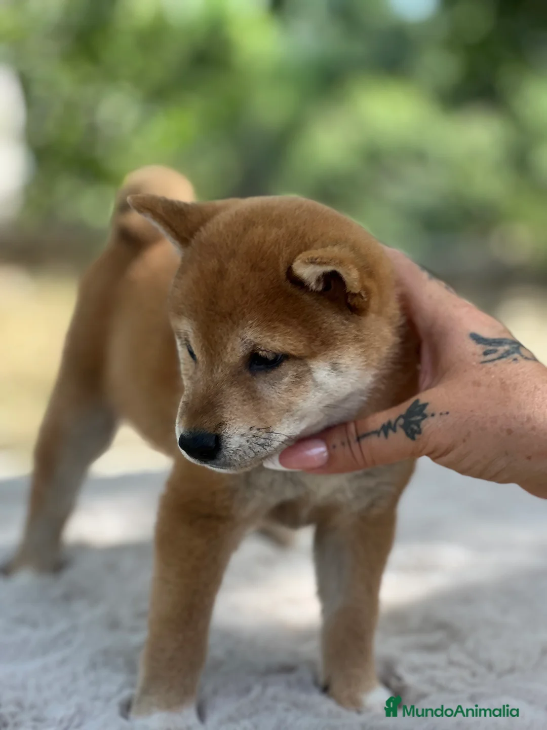 Shiba Inu perros en venta: Shiba inu macho  - Anuncio 6