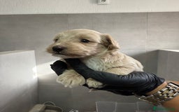 Maltipoo perros en venta: CACHORROS DE MALTIPOO - Imagen 3