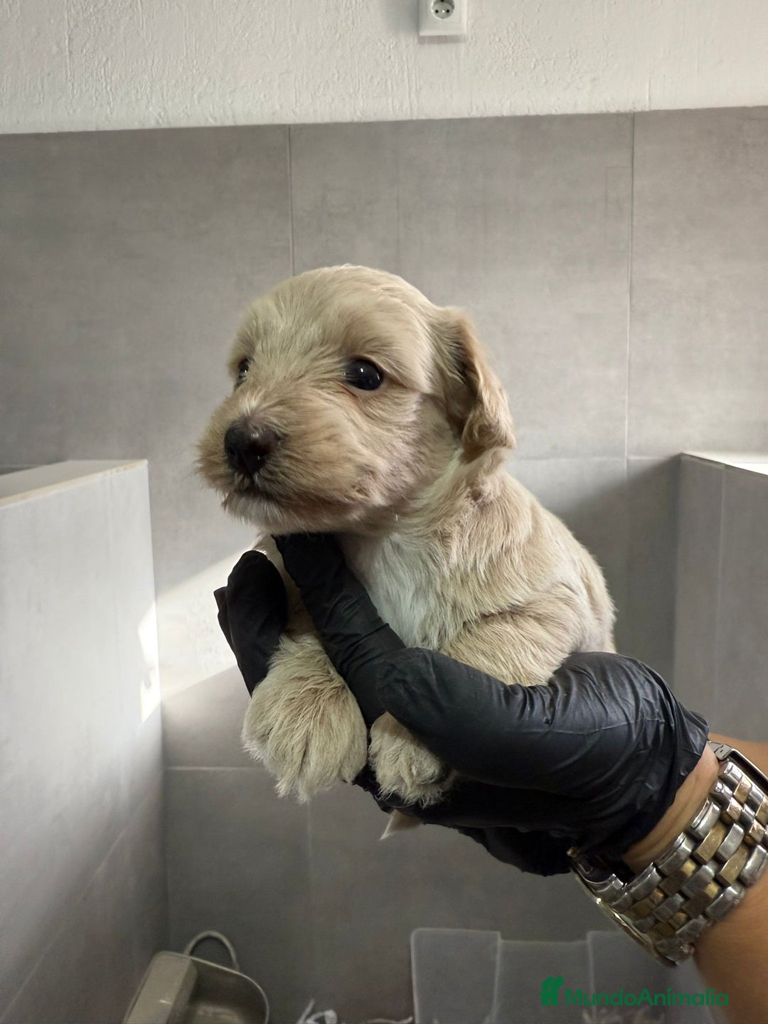 Maltipoo perros en venta: CACHORROS DE MALTIPOO - Imagen 3