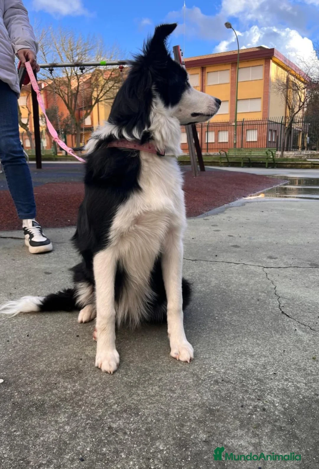 Border Collie perros en venta: Cachorros de Border Collie machos y hembras - Anuncio 9