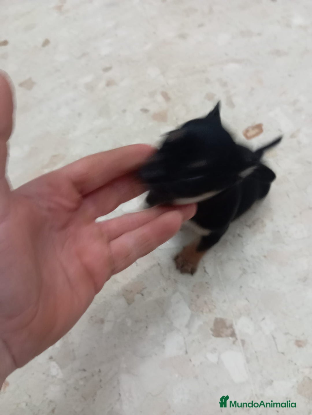 Pinscher Miniatura perros en venta: Pinscher miniatura  - Anuncio 5