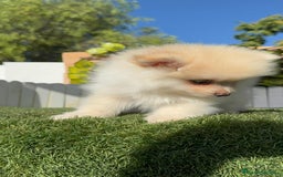 Pomerania perros en venta: POMERANIA MACHO - Imagen 15