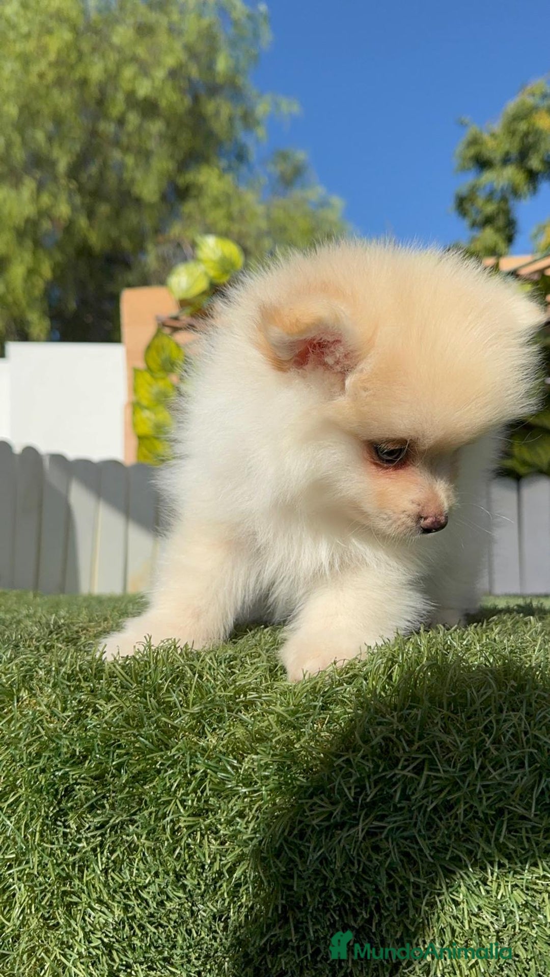 Pomerania perros en venta: POMERANIA MACHO - Imagen 15
