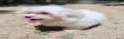 Bichón Maltés perros en venta: BICHÓN MALTES HEMBRA DISPONIBLE - Anuncio 9